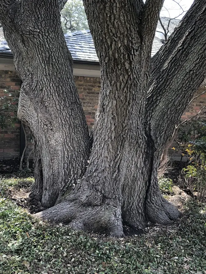 Mature heritage tree close to a Upper Sandusky property cared for by certified arborists
